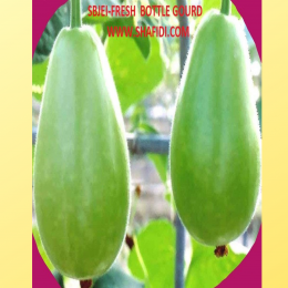 SBJEI-FRESH BOTTLE GOURD